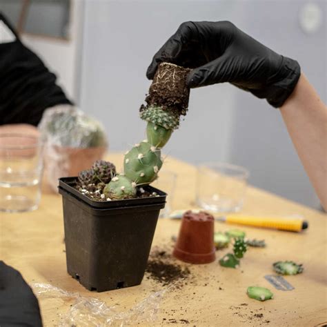 how to graft micro seedling cactus video